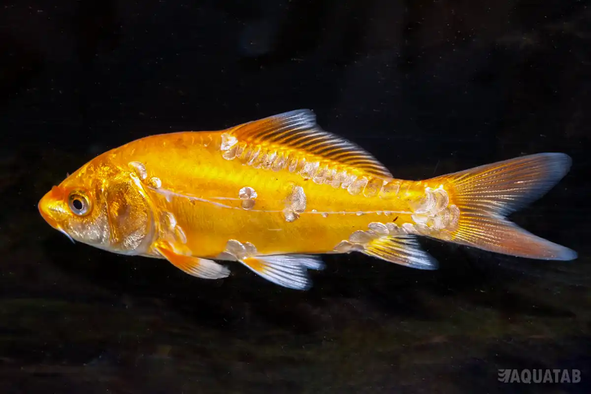 Fotografie druhu Cyprinus carpio