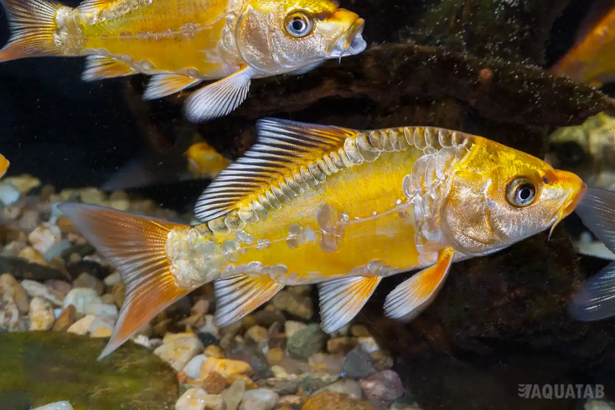 Fotografie druhu Cyprinus carpio