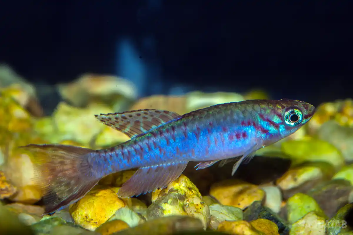 Fotografie druhu Fundulopanchax arnoldi