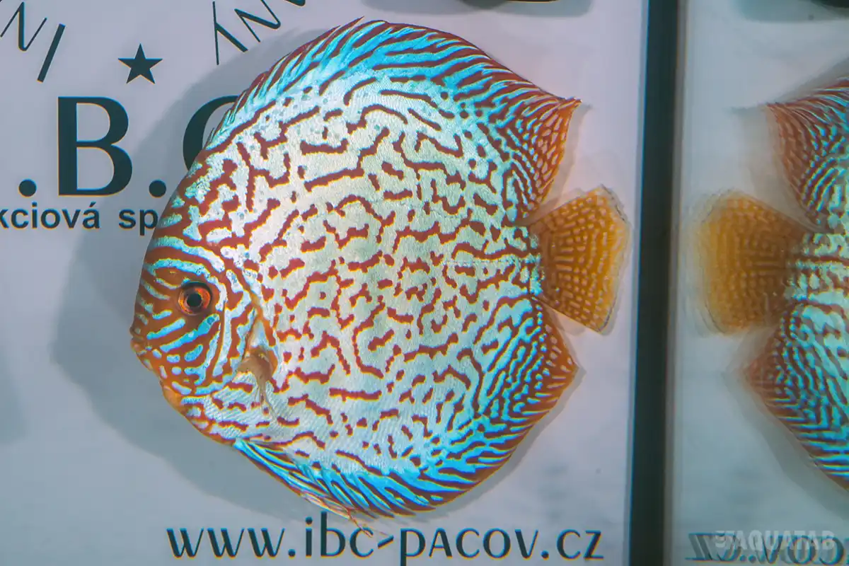 Fotografie druhu Symphysodon sp.