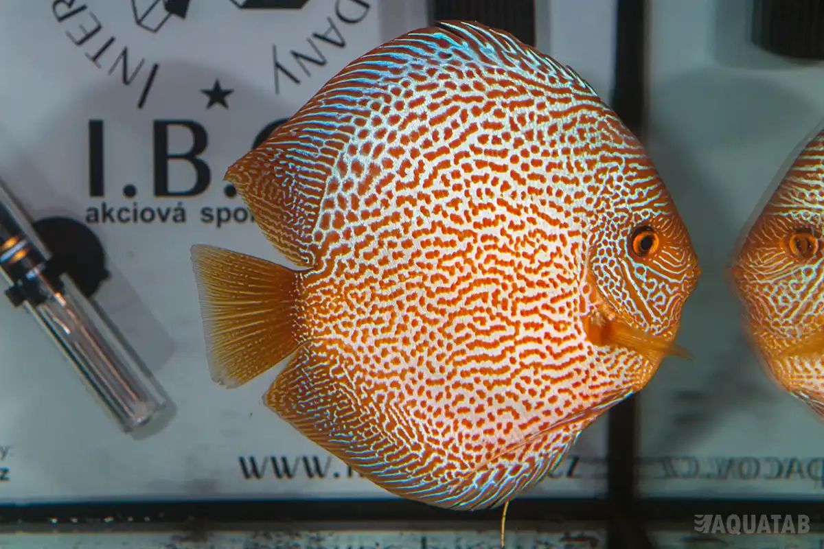 Fotografie druhu Symphysodon sp.