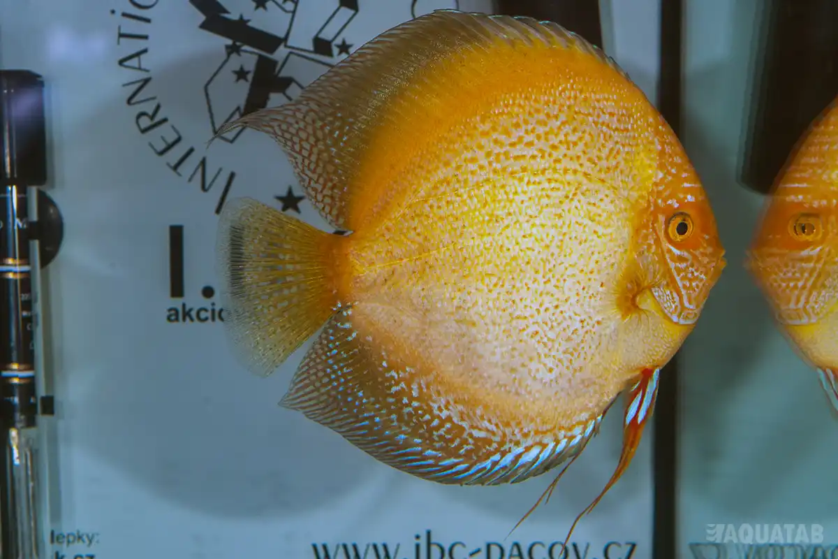 Fotografie druhu Symphysodon sp.