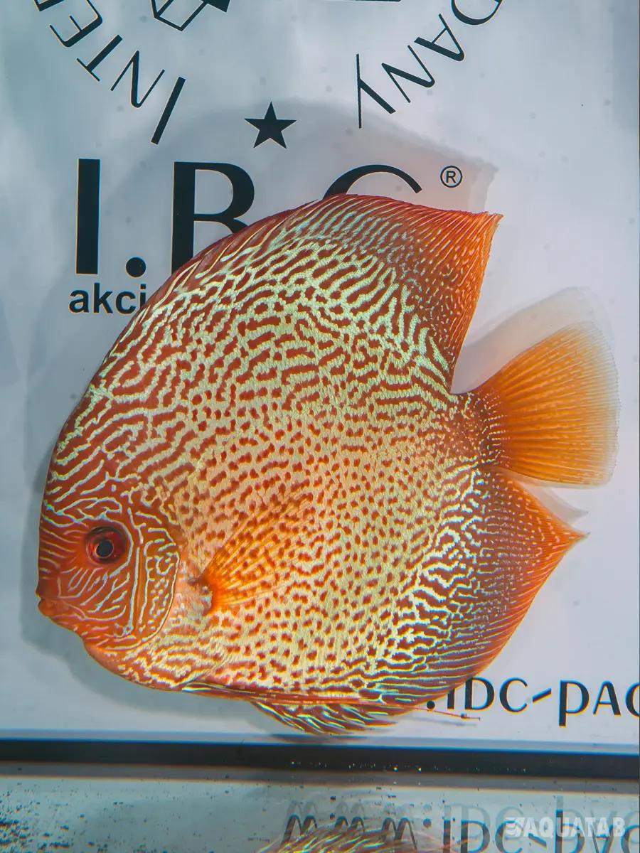 Fotografie druhu Symphysodon sp.