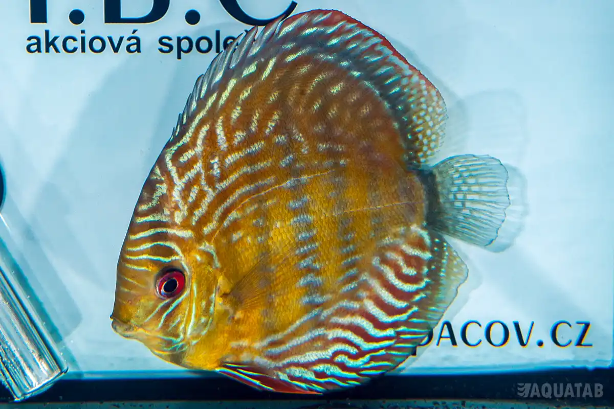 Fotografie druhu Symphysodon aequifasciatus
