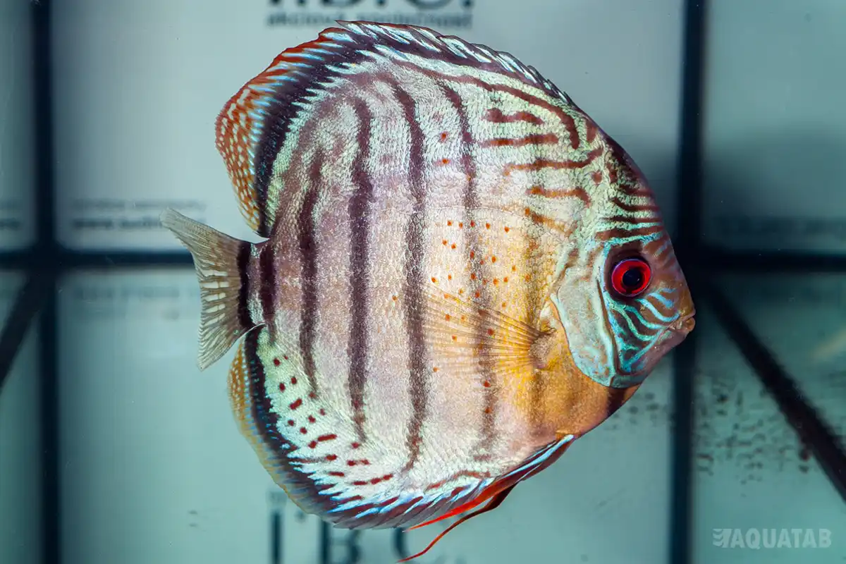 Fotografie druhu Symphysodon tarzoo