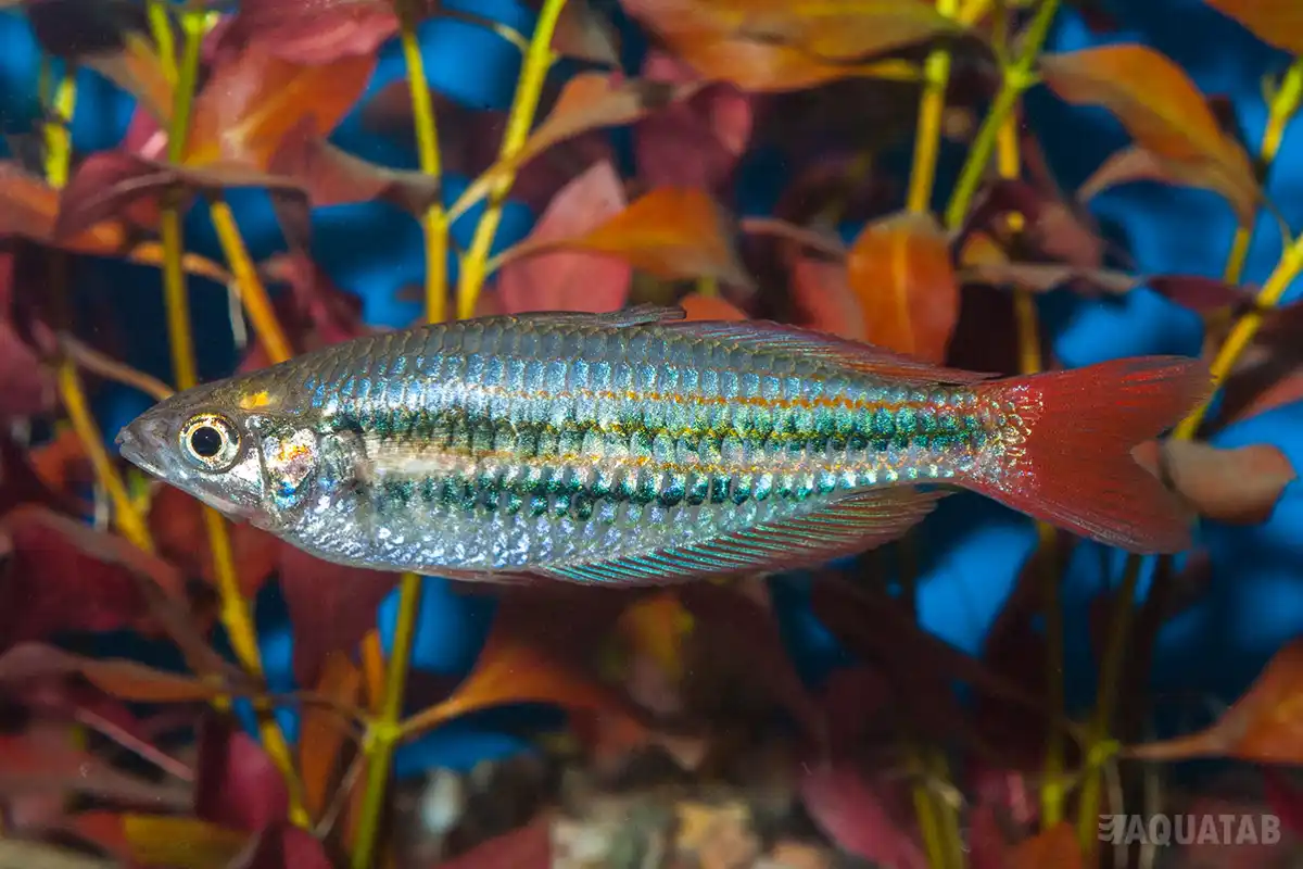 Fotografie druhu Melanotaenia australis