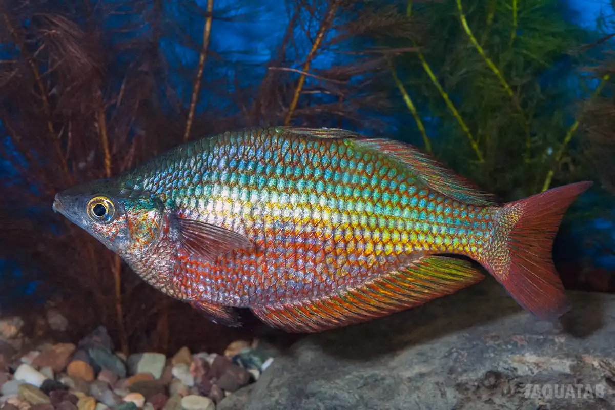 Fotografie druhu Glossolepis dorityi
