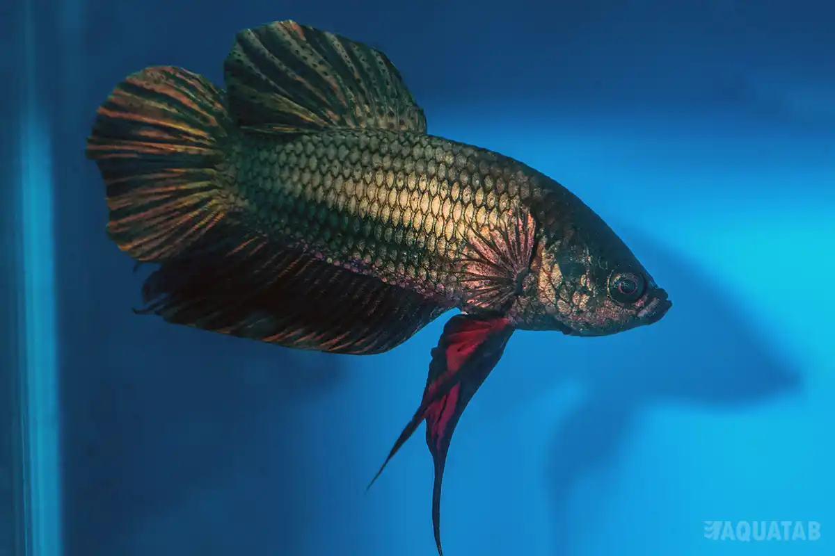Fotografie druhu Betta splendens