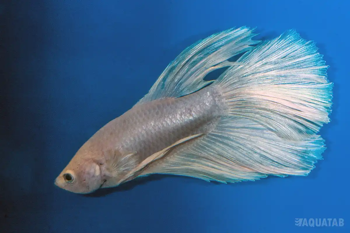 Fotografie druhu Betta splendens