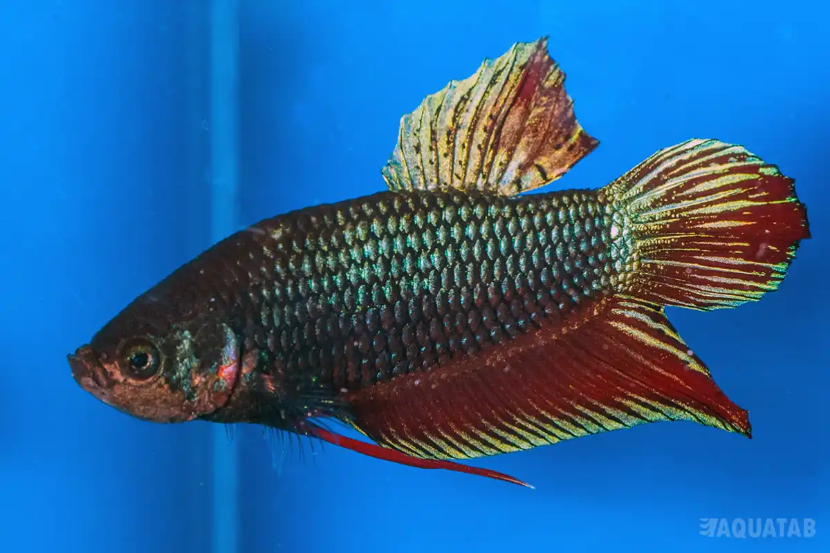 Fotografie druhu Betta splendens
