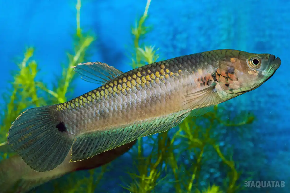 Fotografie druhu Betta unimaculata