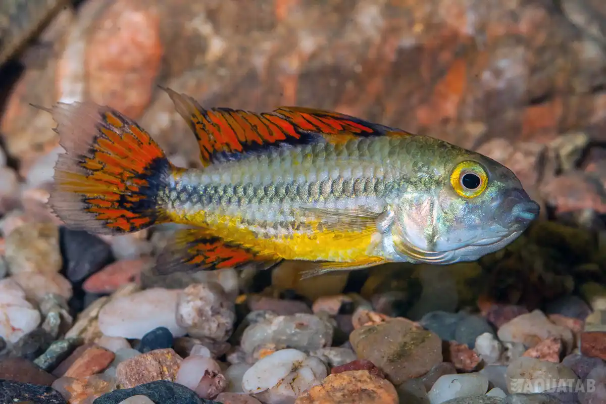 Fotografie druhu Apistogramma cacatuoides Double Red