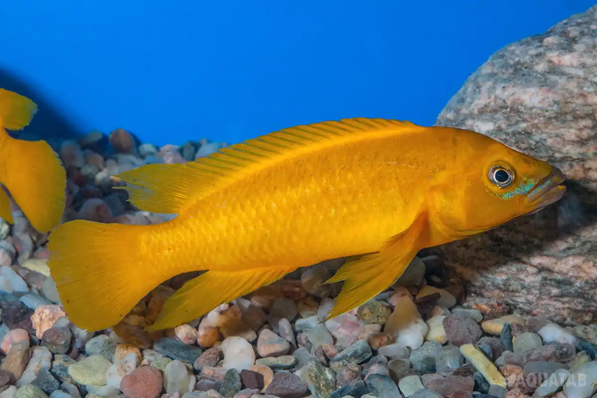 Fotografie druhu Neolamprologus leleupi