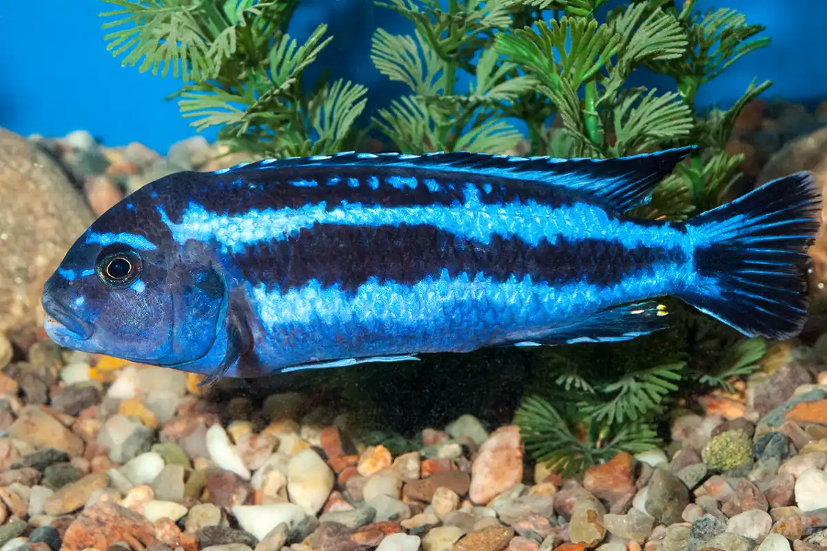 Fotografie druhu Pseudotropheus cyaneorhabdos