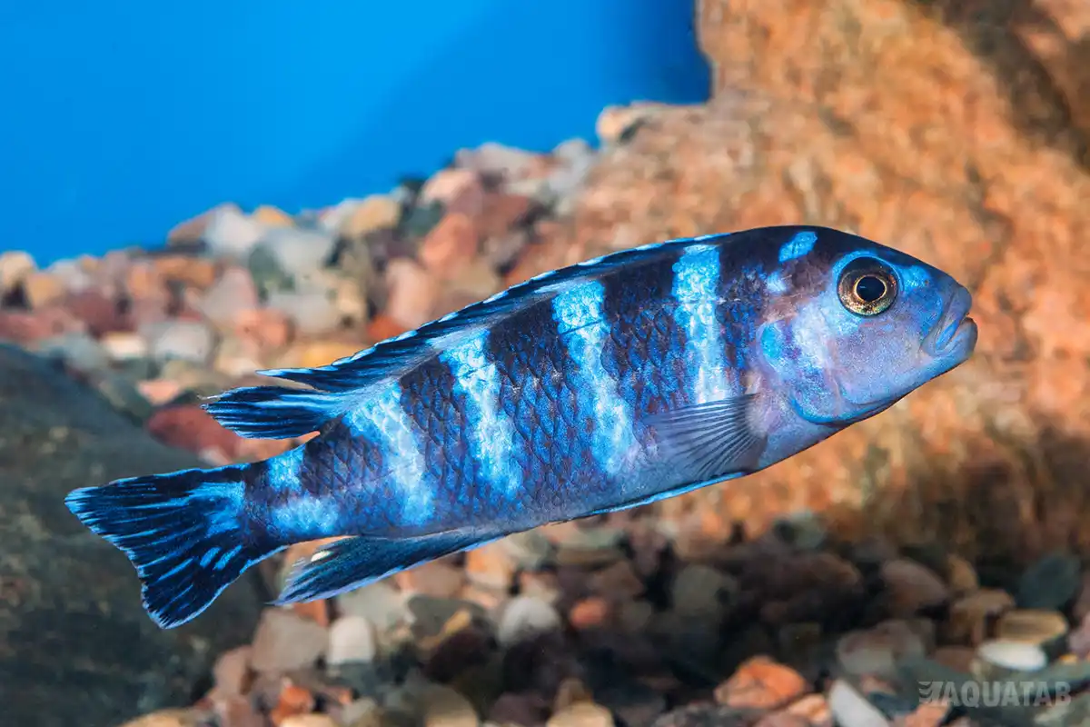 Fotografie druhu Chindongo demasoni