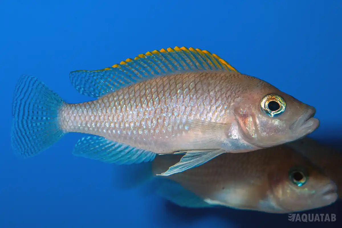 Fotografie druhu Neolamprologus caudopunctatus