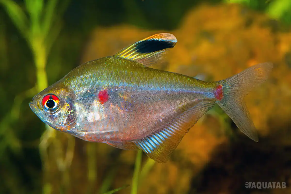 Fotografie druhu Megalamphodus socolofi