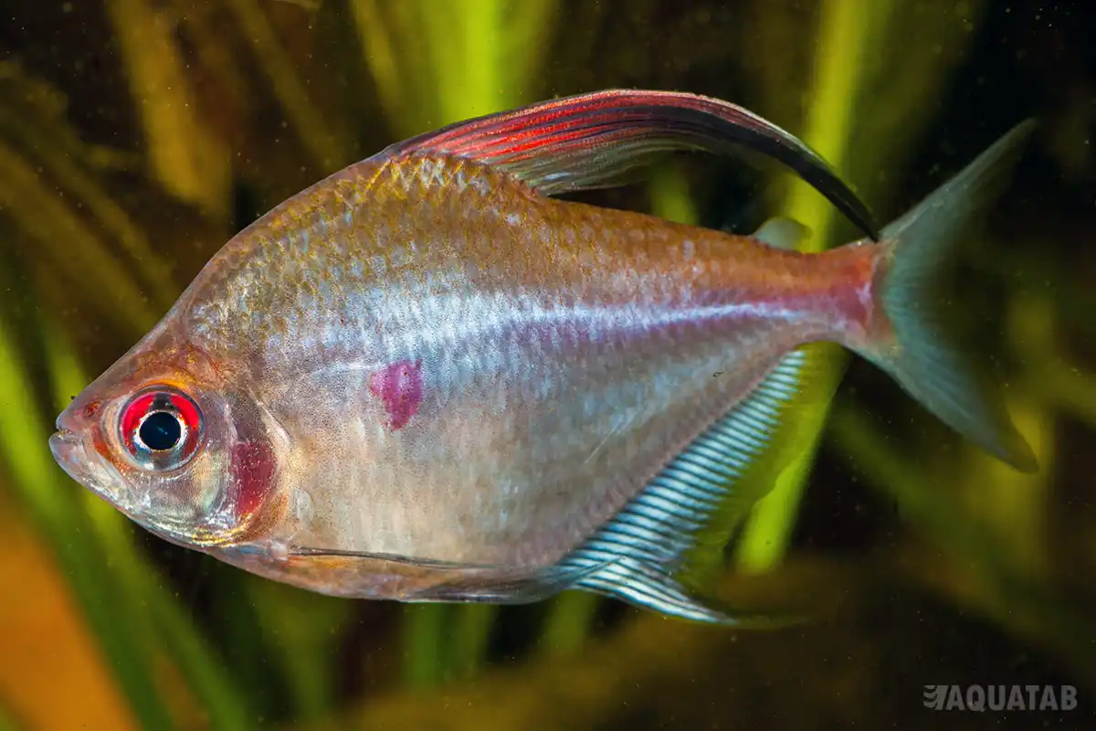 Fotografie druhu Megalamphodus erythrostigma