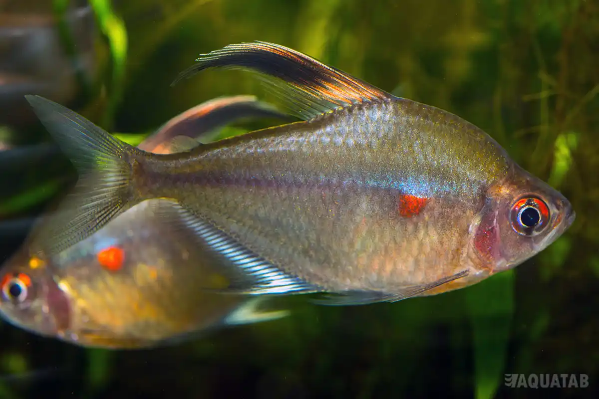 Fotografie druhu Megalamphodus erythrostigma