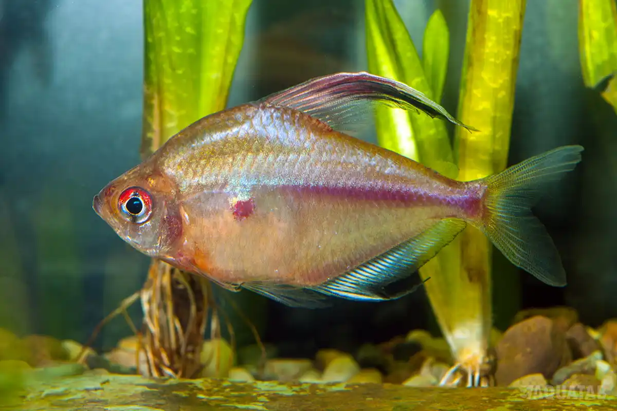 Fotografie druhu Megalamphodus erythrostigma