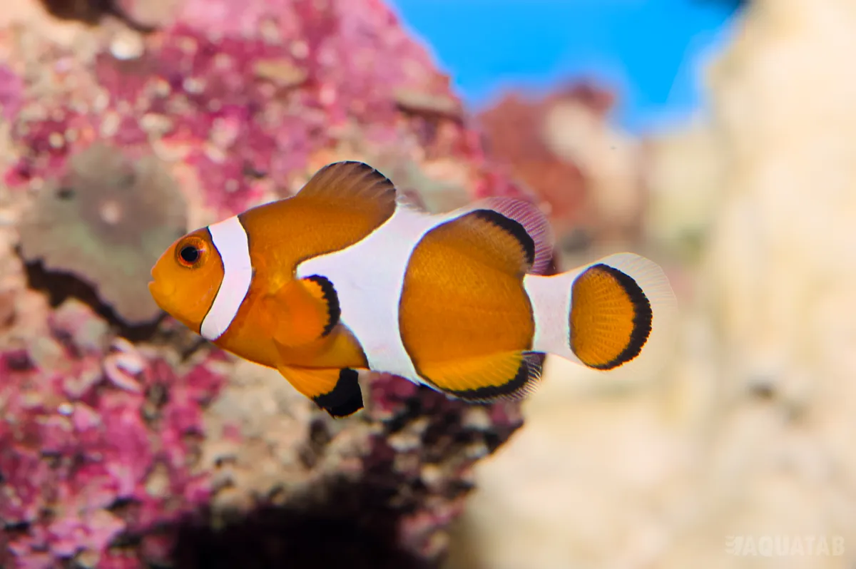 Fotografie druhu Amphiprion ocellaris