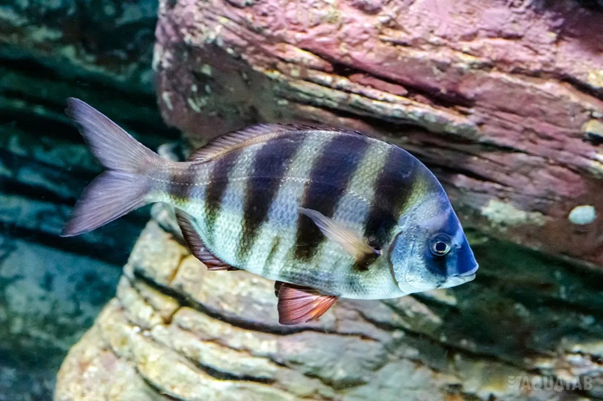 Fotografie druhu Diplodus hottentotus