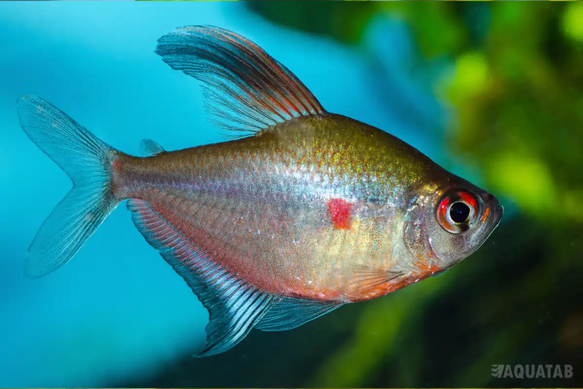 Fotografie druhu Megalamphodus erythrostigma