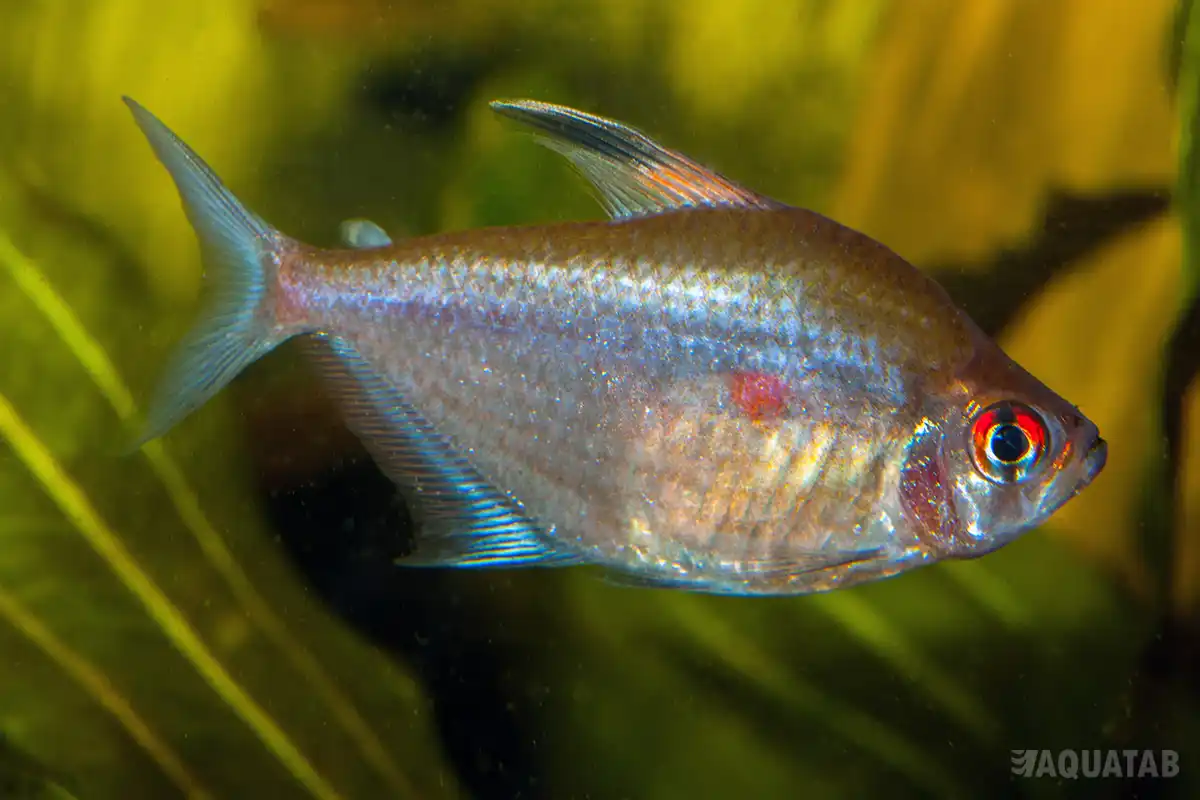 Fotografie druhu Megalamphodus erythrostigma