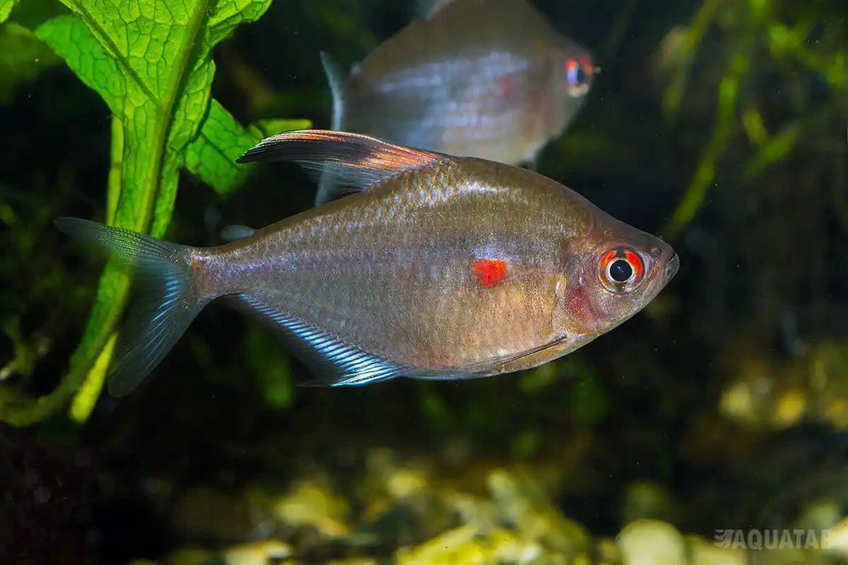 Fotografie druhu Megalamphodus erythrostigma