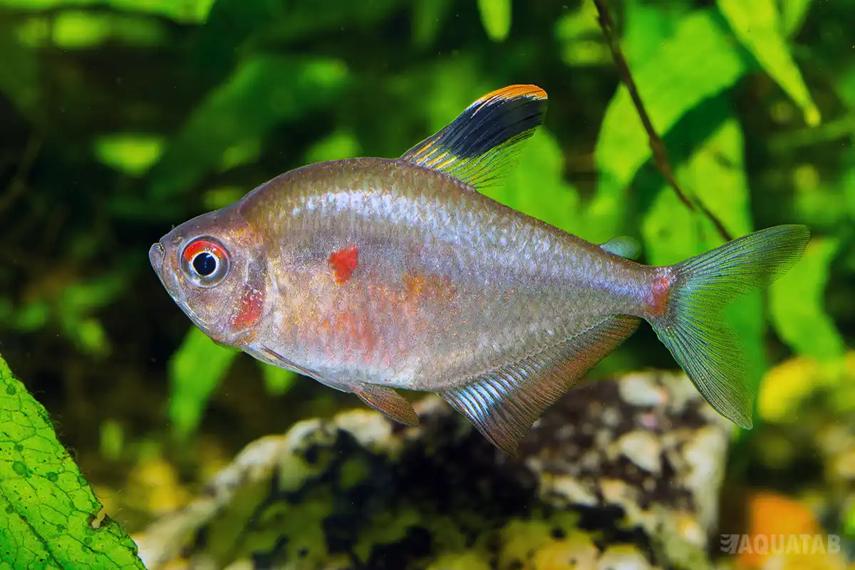 Fotografie druhu Megalamphodus socolofi