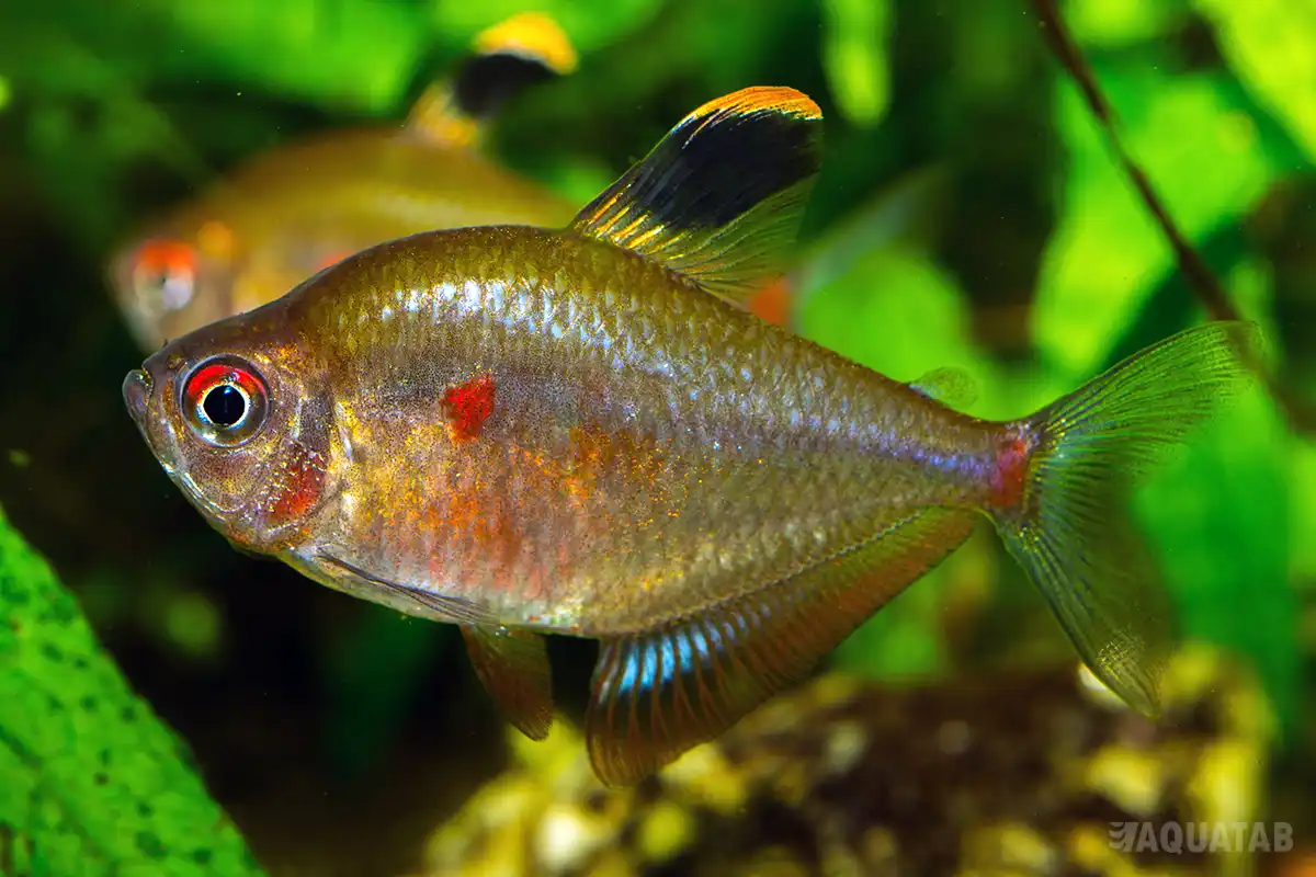 Fotografie druhu Megalamphodus socolofi