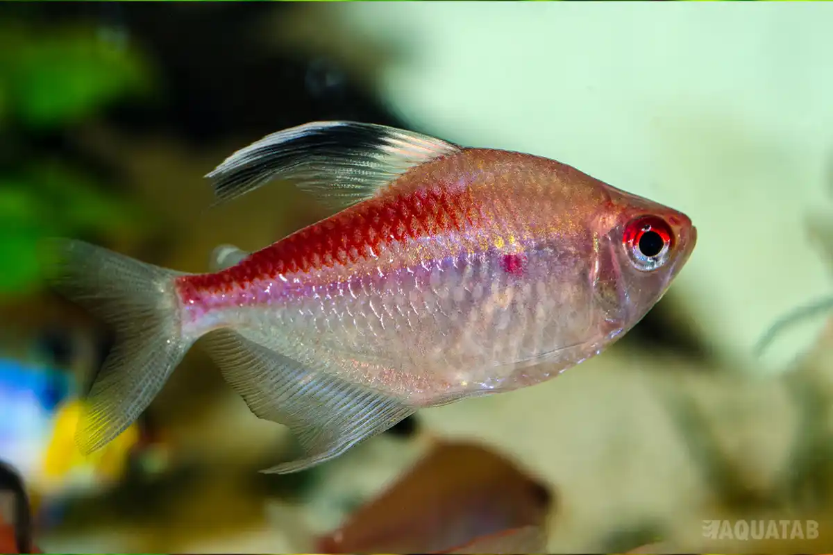 Fotografie druhu Hyphessobrycon pyrrhonotus