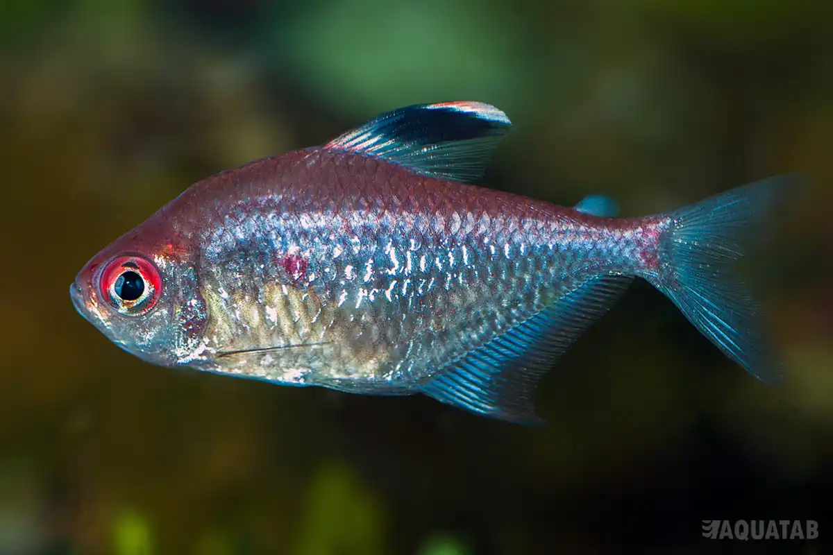 Fotografie druhu Hyphessobrycon pyrrhonotus