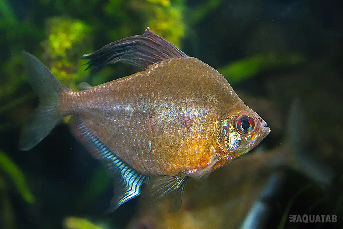 Fotografie druhu Megalamphodus erythrostigma