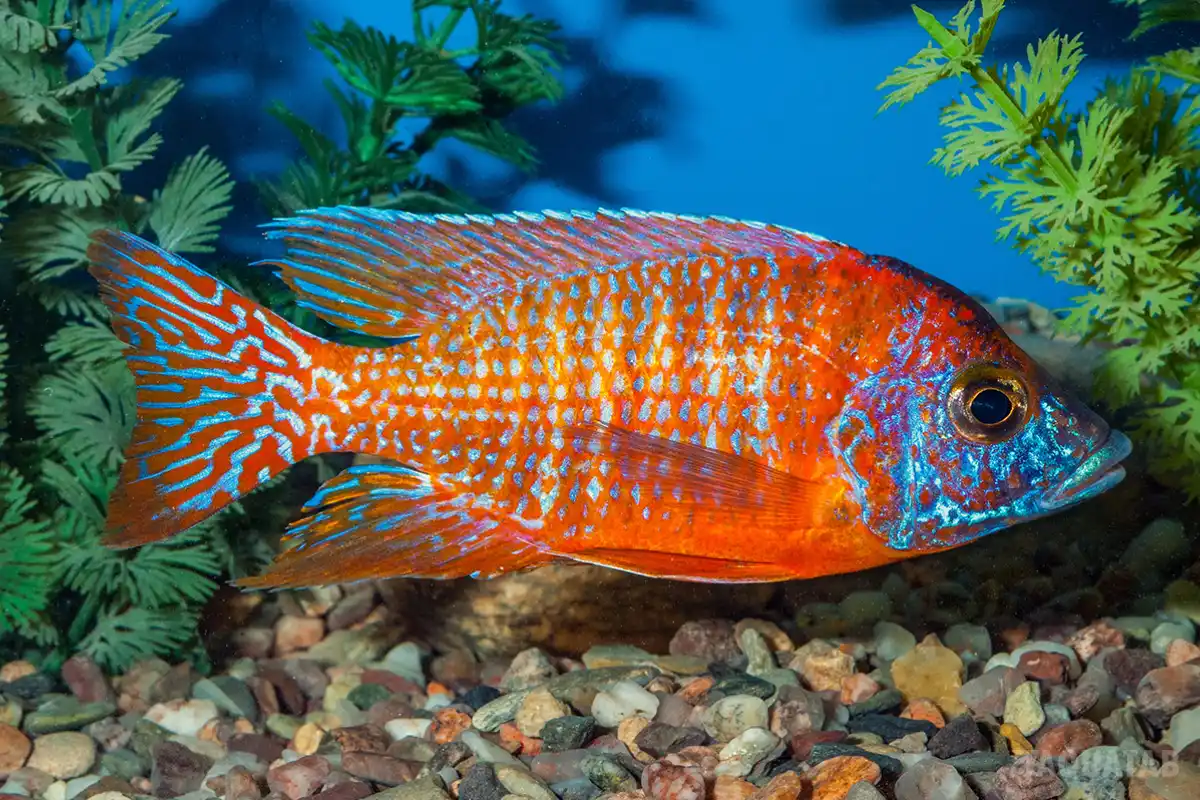 Fotografie druhu Aulonocara sp. Rubin Red