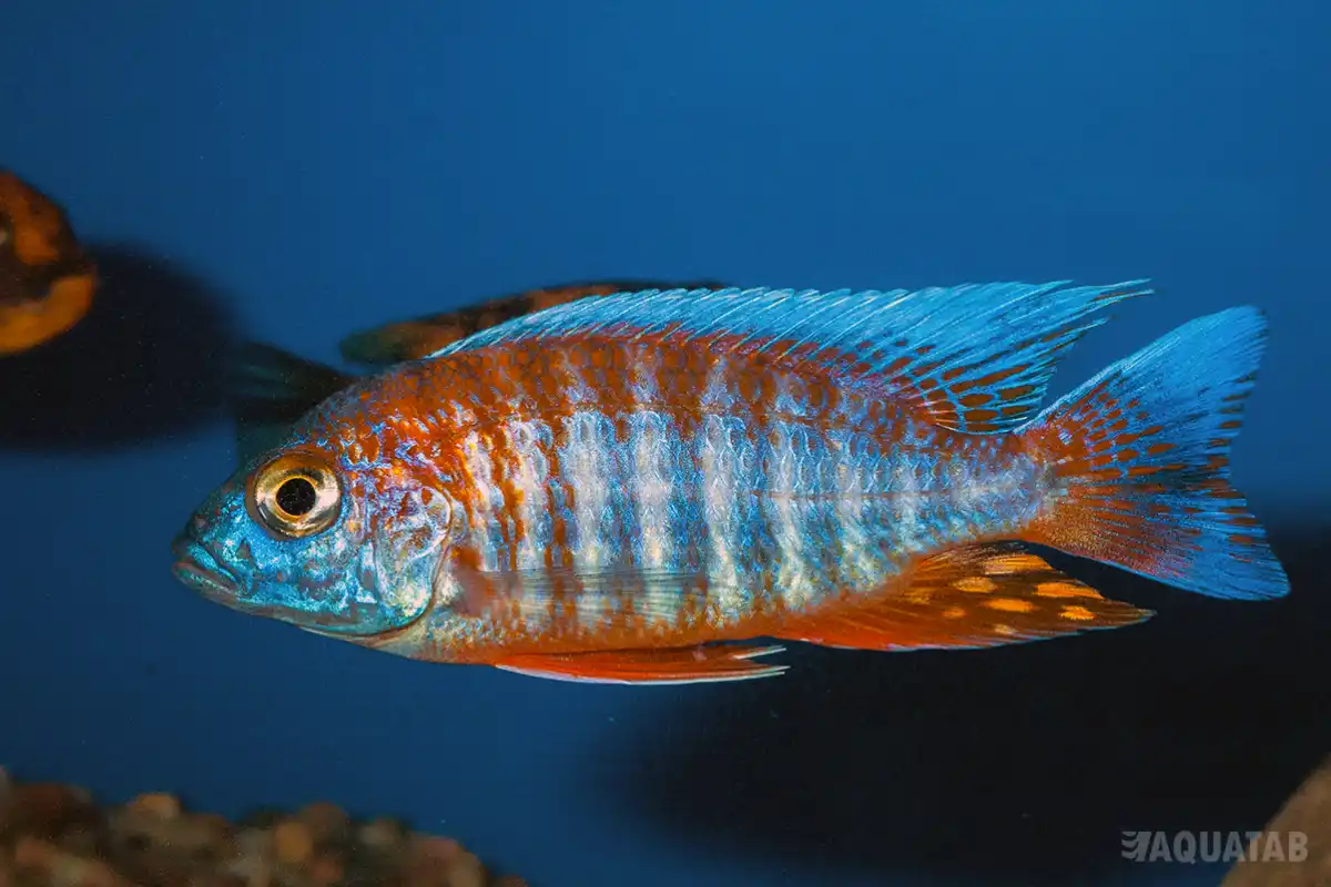 Fotografie druhu Aulonocara sp. Eureka