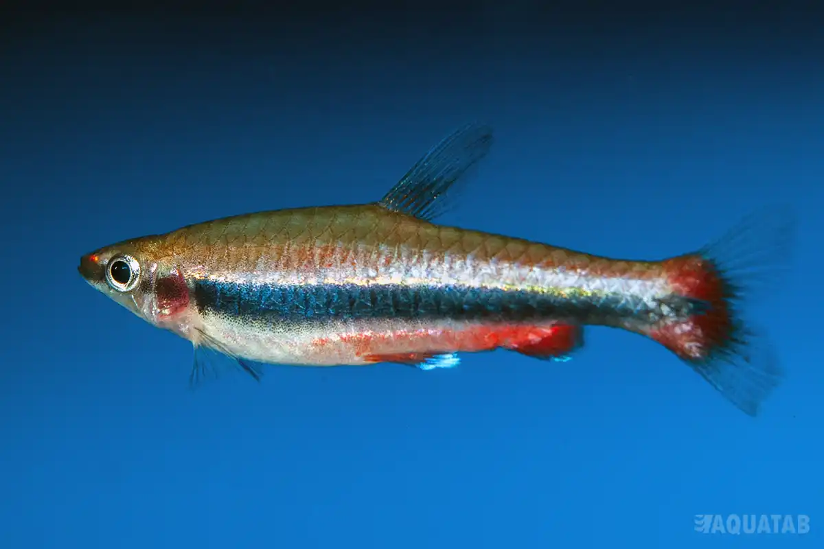 Fotografie druhu Nannostomus beckfordi