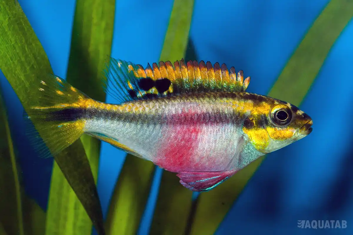 Fotografie druhu Pelvicachromis pulcher