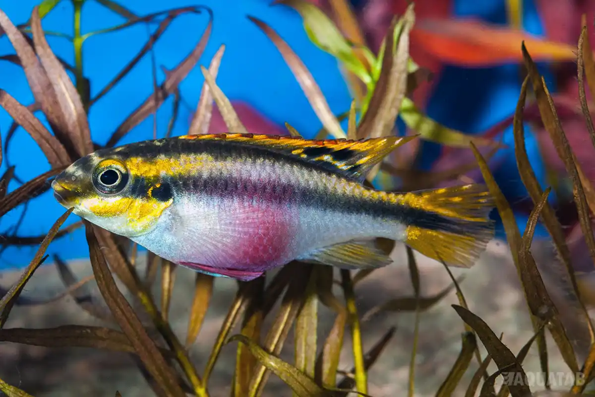 Fotografie druhu Pelvicachromis pulcher