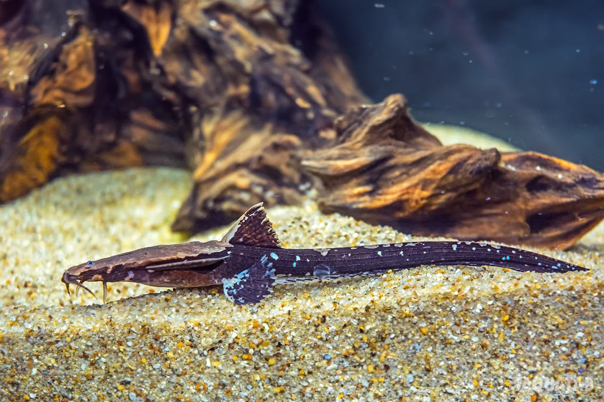 Fotografie druhu Platystacus cotylephorus