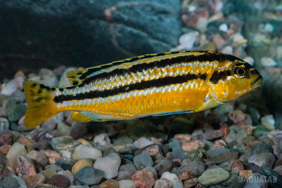 Fotografie druhu Melanochromis auratus