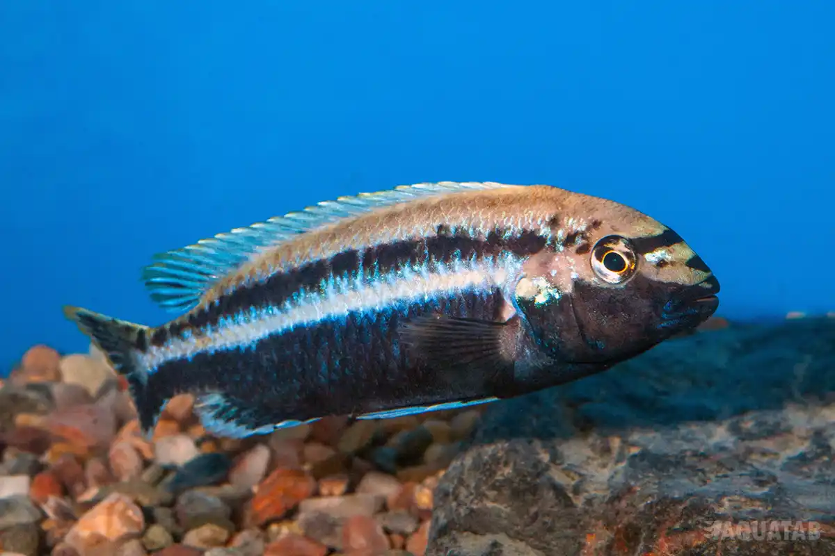 Fotografie druhu Melanochromis auratus