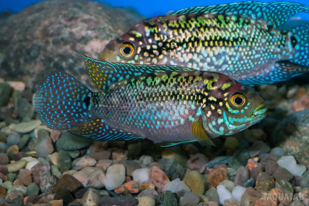 Fotografie druhu Rocio octofasciata