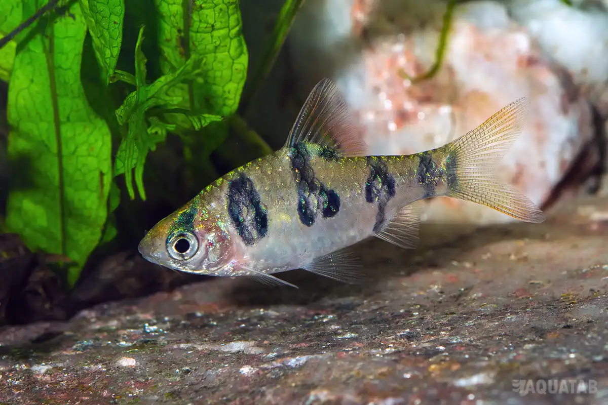 Fotografie druhu Desmopuntius rhomboocellatus