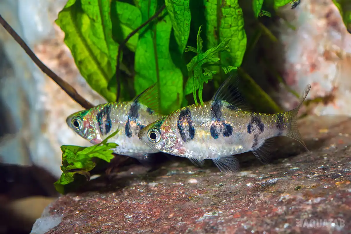 Fotografie druhu Desmopuntius rhomboocellatus