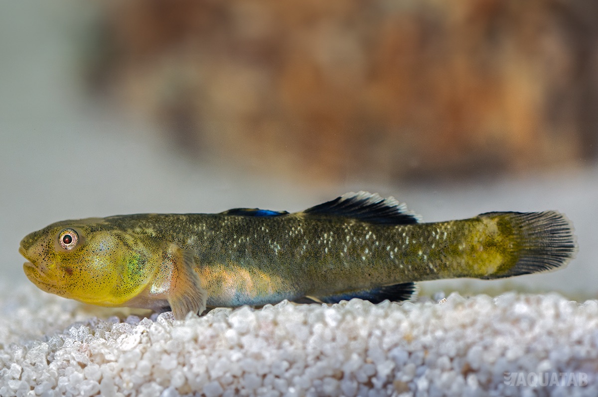 Fotografie druhu Chlamydogobius eremius