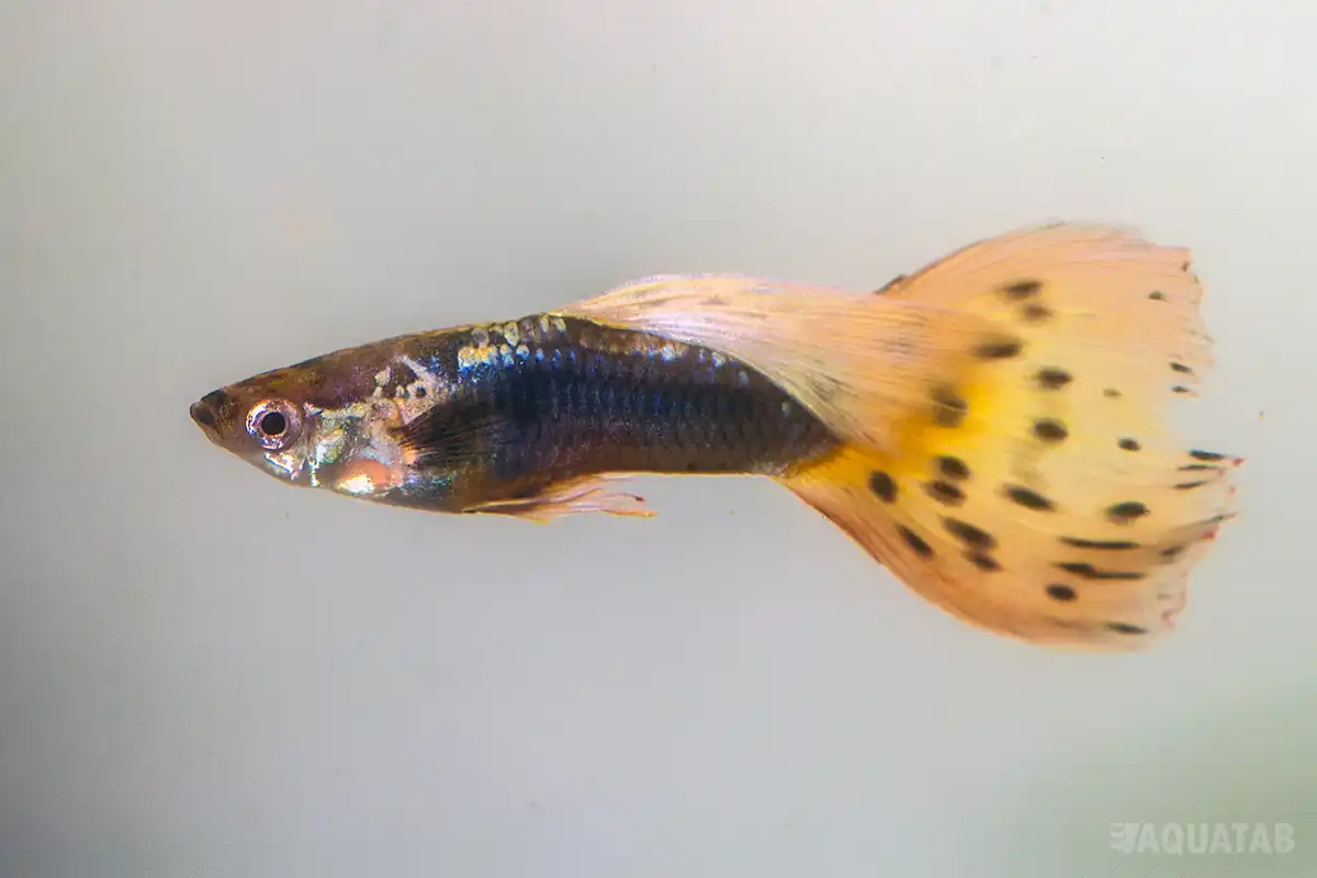 Fotografie druhu Poecilia reticulata