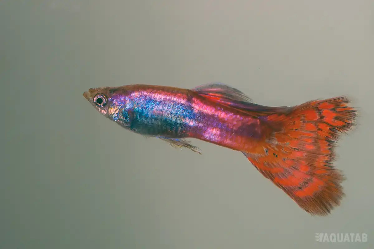 Fotografie druhu Poecilia reticulata