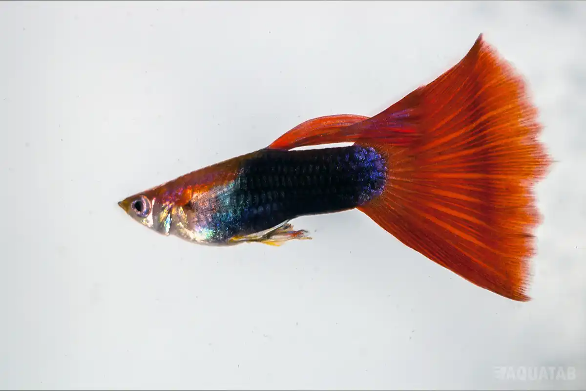 Fotografie druhu Poecilia reticulata