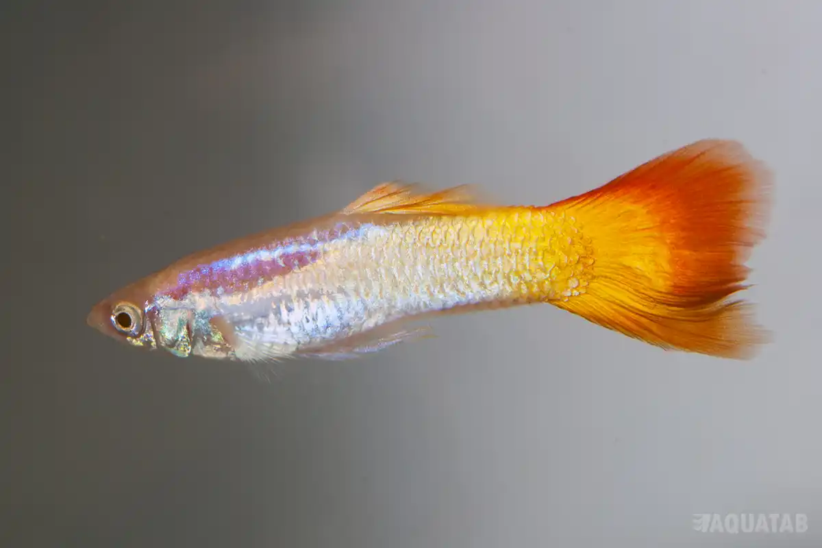 Fotografie druhu Poecilia reticulata